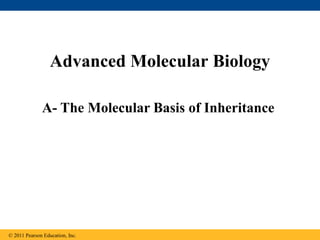 © 2011 Pearson Education, Inc.
A- The Molecular Basis of Inheritance
Advanced Molecular Biology
 