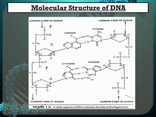 Basics of DNA | PDF