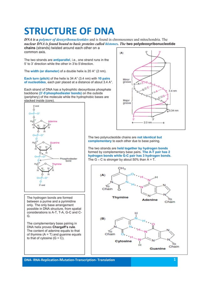 Molecular biology dna, rna, rep, trancr, transl (autosaved) | PDF