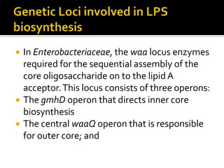    In Enterobacteriaceae, the waa locus enzymes
    required for the sequential assembly of the
    core oligosaccharide on to the lipid A
    acceptor. This locus consists of three operons:
   The gmhD operon that directs inner core
    biosynthesis
   The central waaQ operon that is responsible
    for outer core; and
 