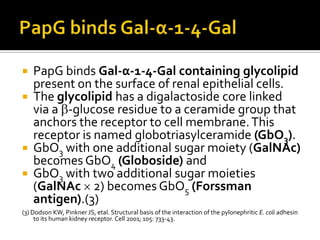    PapG binds Gal-α-1-4-Gal containing glycolipid
    present on the surface of renal epithelial cells.
   The glycolipid has a digalactoside core linked
    via a -glucose residue to a ceramide group that
    anchors the receptor to cell membrane. This
    receptor is named globotriasylceramide (GbO3).
   GbO3 with one additional sugar moiety (GalNAc)
    becomes GbO4 (Globoside) and
   GbO3 with two additional sugar moieties
    (GalNAc 2) becomes GbO5 (Forssman
    antigen).(3)
(3) Dodson KW, Pinkner JS, etal. Structural basis of the interaction of the pylonephritic E. coli adhesin
     to its human kidney receptor. Cell 2001; 105: 733-43.
 