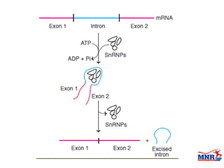 Transcription of DNA to RNA by Dr. Anurag Yadav