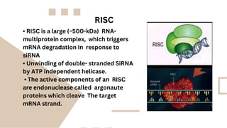 Molecular biology RNA interference mechanism application.pdf