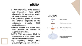Molecular biology RNA interference mechanism application.pdf