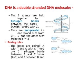 Parallel Stranded Dna molecular biology lecture notes collection.pptx