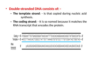 Stranded And Coding Strand molecular biology lecture notes collection.pptx