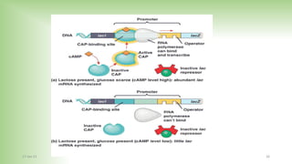 Molecular biology revision-Part 3 (Regulation of genes expression and ...