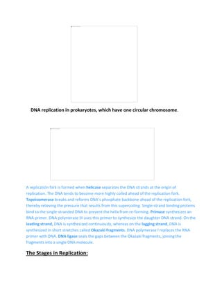 DNA replication in prokaryotes, which have one circular chromosome.
A replication fork is formed when helicase separates the DNA strands at the origin of
replication. The DNA tends to become more highly coiled ahead of the replication fork.
Topoisomerase breaks and reforms DNA’s phosphate backbone ahead of the replication fork,
thereby relieving the pressure that results from this supercoiling. Single-strand binding proteins
bind to the single-stranded DNA to prevent the helix from re-forming. Primase synthesizes an
RNA primer. DNA polymerase III uses this primer to synthesize the daughter DNA strand. On the
leading strand, DNA is synthesized continuously, whereas on the lagging strand, DNA is
synthesized in short stretches called Okazaki fragments. DNA polymerase I replaces the RNA
primer with DNA. DNA ligase seals the gaps between the Okazaki fragments, joining the
fragments into a single DNA molecule.
The Stages in Replication:
 