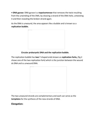 • DNA gyrase: DNA gyrase is a topoisomerase that removes the twist resulting
from the unwinding of the DNA, by cleaving a strand of the DNA helix, untwisting
it and then resealing the broken strand again.
As the DNA is unwound, the area appears like a bubble and is known as a
replication bubble.
Circular prokaryotic DNA and the replication bubble.
The replication bubble has two Y shaped ends known as replication forks, (fig 2
shows one of the two replication fork) which is the junction between the wound
ds DNA and ss unwound DNA.
The two unwound strands are complementary and each can serve as the
templates for the synthesis of the new strands of DNA.
Elongation:
 