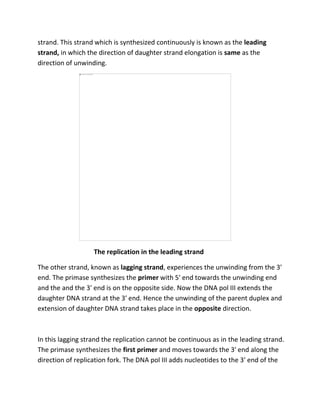 strand. This strand which is synthesized continuously is known as the leading
strand, in which the direction of daughter strand elongation is same as the
direction of unwinding.
The replication in the leading strand
The other strand, known as lagging strand, experiences the unwinding from the 3′
end. The primase synthesizes the primer with 5′ end towards the unwinding end
and the and the 3′ end is on the opposite side. Now the DNA pol III extends the
daughter DNA strand at the 3′ end. Hence the unwinding of the parent duplex and
extension of daughter DNA strand takes place in the opposite direction.
In this lagging strand the replication cannot be continuous as in the leading strand.
The primase synthesizes the first primer and moves towards the 3′ end along the
direction of replication fork. The DNA pol III adds nucleotides to the 3′ end of the
 