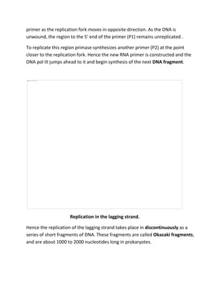 primer as the replication fork moves in opposite direction. As the DNA is
unwound, the region to the 5′ end of the primer (P1) remains unreplicated .
To replicate this region primase synthesizes another primer (P2) at the point
closer to the replication fork. Hence the new RNA primer is constructed and the
DNA pol III jumps ahead to it and begin synthesis of the next DNA fragment.
Replication in the lagging strand.
Hence the replication of the lagging strand takes place in discontinuously as a
series of short fragments of DNA. These fragments are called Okazaki fragments,
and are about 1000 to 2000 nucleotides long in prokaryotes.
 