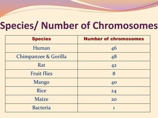 Species/ Number of Chromosomes
Species Number of chromosomes
Human 46
Chimpanzee & Gorilla 48
Rat 42
Fruit flies 8
Mango 40
Rice 24
Maize 20
Bacteria 1
 