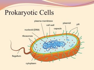 Prokaryotic Cells
 