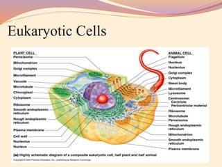 Eukaryotic Cells
 