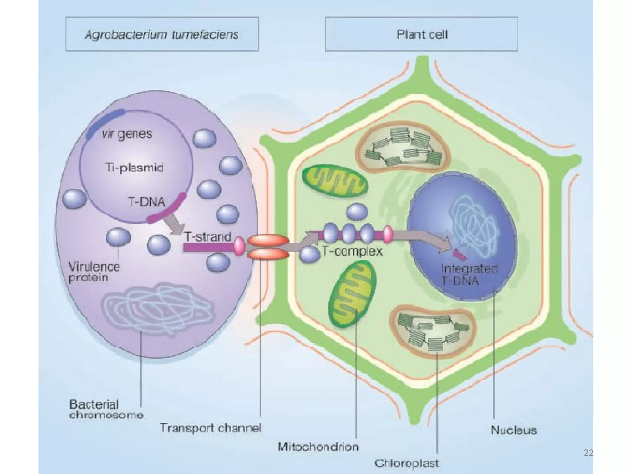 Molecular Biology of Agrobacterium Infection | PPT