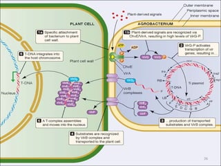 Molecular Biology of Agrobacterium Infection | PPT