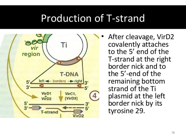 molecular biology of agrobacterium
