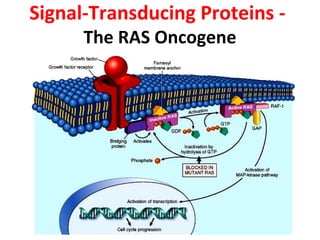 Signal-Transducing Proteins -
The RAS Oncogene
 