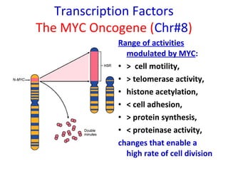 Transcription Factors
The MYC Oncogene (Chr#8)
Range of activities
modulated by MYC:
• > cell motility,
• > telomerase activity,
• histone acetylation,
• < cell adhesion,
• > protein synthesis,
• < proteinase activity,
changes that enable a
high rate of cell division
 