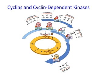 Cyclins and Cyclin-Dependent Kinases
 