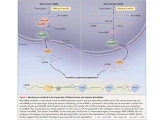 Molecular biologyofca csbrp