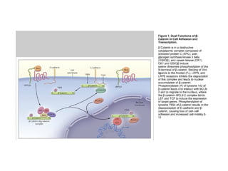 Molecular biologyofca csbrp