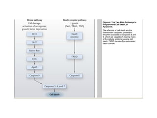 Molecular biologyofca csbrp
