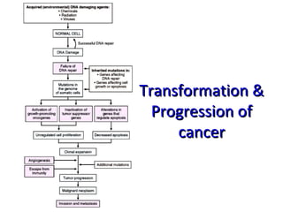 Transformation &Transformation &
Progression ofProgression of
cancercancer
 