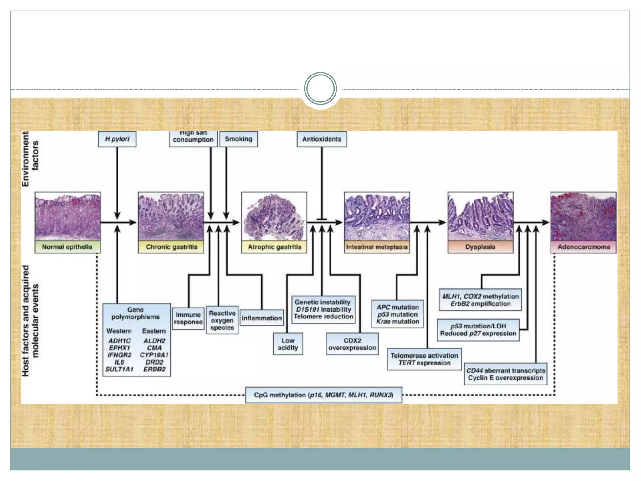 Molecular Biology of Esophageal and Gastric Cancer | PPT
