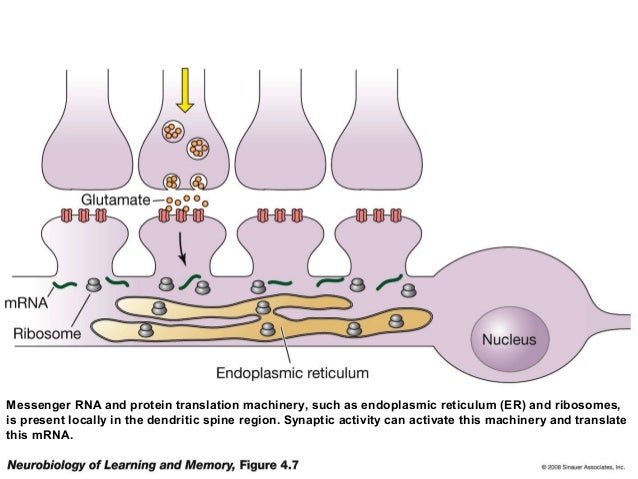 The Neurobiology Of Learning And Memory Rudy Ebook Store The Neurobiology Of Learning And Memory Rudy Ebook Store