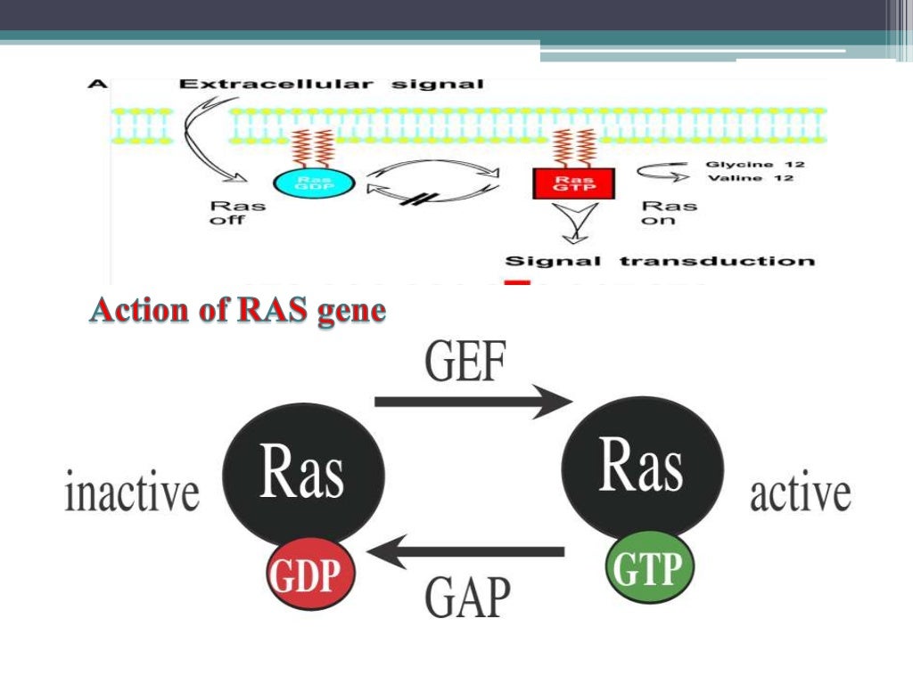 molecular-biology-of-oral-cancer-ppt