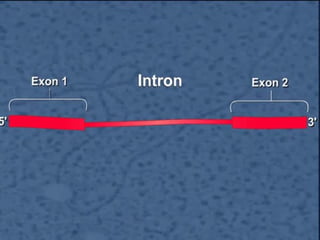 Molecular biology of the gene ch 13 rna splicing part1 | PPT