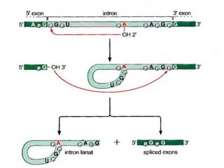 Molecular biology of the gene ch 13 rna splicing part1 | PPT