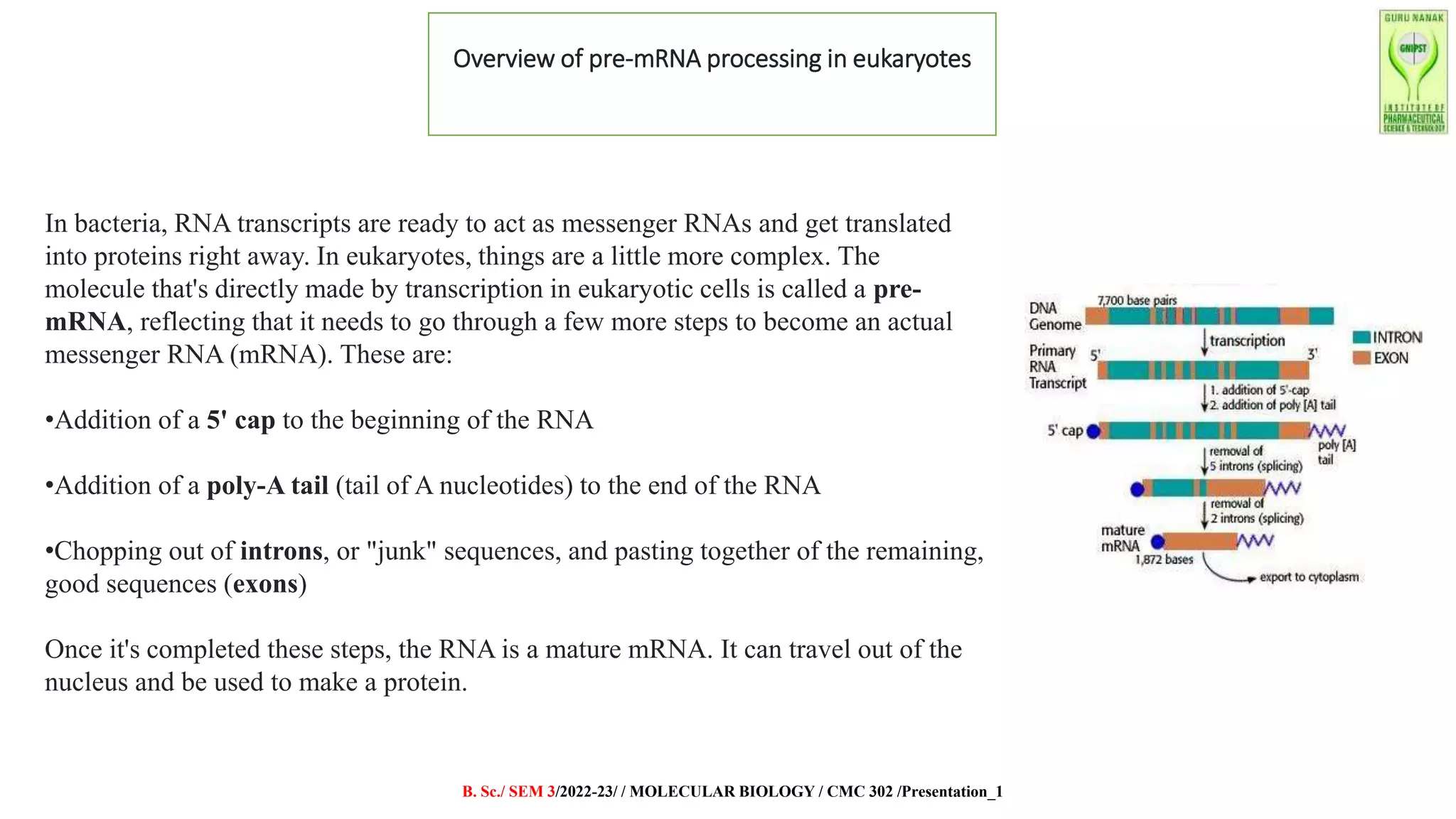 MOLECULAR BIOLOGY PPT.pptx