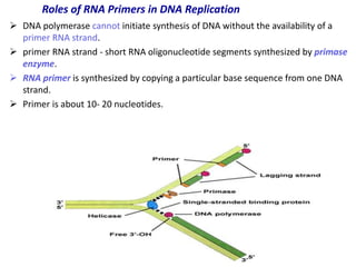 Rna Primer Example MolecularbiologyPpt.pptfgxhhhhhhhhhhhhhh | PPTX
