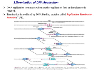 MolecularbiologyPpt.pptfgxhhhhhhhhhhhhhh | PPTX