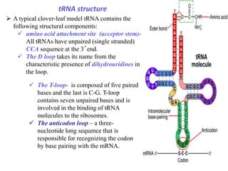 Trna Single Stranded MolecularbiologyPpt.pptfgxhhhhhhhhhhhhhh | PPTX