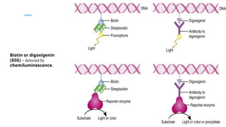 Electrophoretic mobility shift assay ppt.pptx
