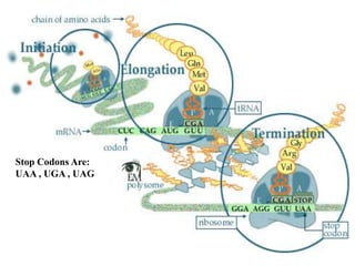 Stop Codons Are:
UAA , UGA , UAG
 