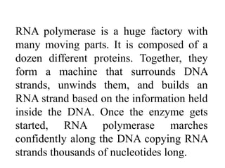 RNA polymerase is a huge factory with
many moving parts. It is composed of a
dozen different proteins. Together, they
form a machine that surrounds DNA
strands, unwinds them, and builds an
RNA strand based on the information held
inside the DNA. Once the enzyme gets
started, RNA polymerase marches
confidently along the DNA copying RNA
strands thousands of nucleotides long.
 