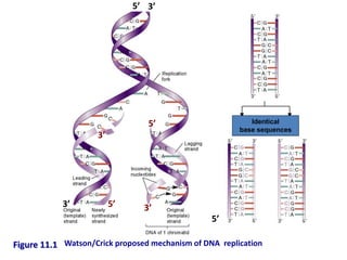 Figure 11.1
Identical
base sequences
5’
5’
3’
3’ 5’
5’
3’
3’
Watson/Crick proposed mechanism of DNA replication
 