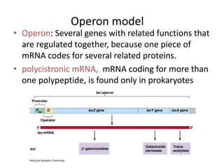 molecular biology presentation.pptx