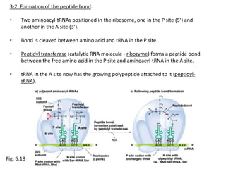 molecular biology presentation.pptx