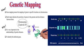 Gene mapping.pptx/ molecular biology/ gene linkage | PPTX | Genetics ...