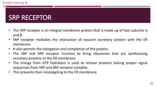SRP RECEPTOR
• The SRP receptor is an integral membrane protein that is made up of two subunits α
and β.
• SRP receptor mediates the interaction of nascent secretory protein with the ER
membrane.
• It also permits the elongation and completion of the protein.
• The SRP and SRP receptor function to bring ribosomes that are synthesizing
secretory proteins to the ER membrane.
• The energy from GTP hydrolysis is used to release proteins lacking proper signal
sequences from SRP and SRP receptor complex.
• This prevents their mistargeting to the ER membrane.
Protein sorting &
Translocation
12
 