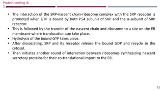 • The interaction of the SRP-nascent chain-ribosome complex with the SRP receptor is
promoted when GTP is bound by both P54 subunit of SRP and the α-subunit of SRP
receptor.
• This is followed by the transfer of the nascent chain and ribosome to a site on the ER
membrane where translocation can take place.
• Hydrolysis of the bound GTP takes place.
• After dissociating, SRP and its receptor release the bound GDP and recycle to the
cytosol.
• Then initiates another round of interaction between ribosomes synthesizing nascent
secretory proteins for their co-translational import to the ER.
Protein sorting &
Translocation
13
 