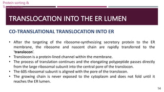 TRANSLOCATION INTO THE ER LUMEN
CO-TRANSLATIONAL TRANSLOCATION INTO ER
• After the targeting of the ribosome-synthesizing secretory protein to the ER
membrane, the ribosome and nascent chain are rapidly transferred to the
‘translocon’.
• Translocon is a protein-lined channel within the membrane.
• The process of translation continues and the elongating polypeptide passes directly
from the large ribosomal subunit into the central pore of the translocon.
• The 60S ribosomal subunit is aligned with the pore of the translocon.
• The growing chain is never exposed to the cytoplasm and does not fold until it
reaches the ER lumen.
Protein sorting &
Translocation
14
 