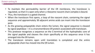 • To maintain the permeability barrier of the ER membrane, the translocon is
regulated, so that it is open only when a ribosome nascent chain complex is bound.
• Thus, the translocon is a gated channel.
• When the translocon first opens, a loop of the nascent chain, containing the signal
sequence and approximately 30 adjacent amino acids can insert into the translocon
pore.
• As the growing polypeptide chain enters the lumen, the signal sequence is cleaved
by signal peptidase – it is a transmembrane ER protein associated with translocon.
• This protease recognizes a sequence on the C-terminal of the hydrophobic core of
the signal peptide and cleaves the chain specifically at this sequence once it has
emerged into the ER lumen.
• The translocon remains open until translation is completed and the entire
polypeptide chain has moved into the ER lumen.
Protein sorting &
Translocation
15
 