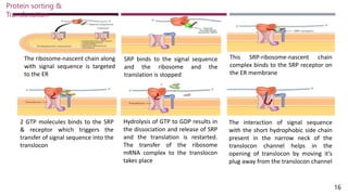 The ribosome-nascent chain along
with signal sequence is targeted
to the ER
SRP binds to the signal sequence
and the ribosome and the
translation is stopped
This SRP-ribosome-nascent chain
complex binds to the SRP receptor on
the ER membrane
2 GTP molecules binds to the SRP
& receptor which triggers the
transfer of signal sequence into the
translocon
Hydrolysis of GTP to GDP results in
the dissociation and release of SRP
and the translation is restarted.
The transfer of the ribosome
mRNA complex to the translocon
takes place
The interaction of signal sequence
with the short hydrophobic side chain
present in the narrow neck of the
translocon channel helps in the
opening of translocon by moving it’s
plug away from the translocon channel
16
Protein sorting &
Translocation
 