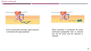 As the translocation precedes, signal sequence
is cleaved by the signal peptidase
17
Protein sorting &
Translocation
When translation is completed, the newly
synthesized polypeptide chain is released
into the ER lumen and the ribosome is
released
 